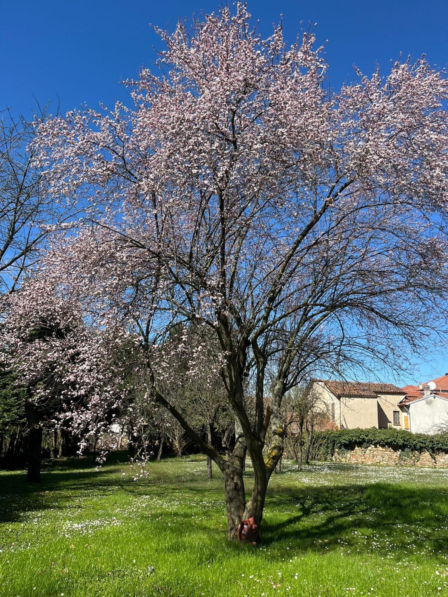 B&B Villa Degli Aceri Carcare Dış mekan fotoğraf